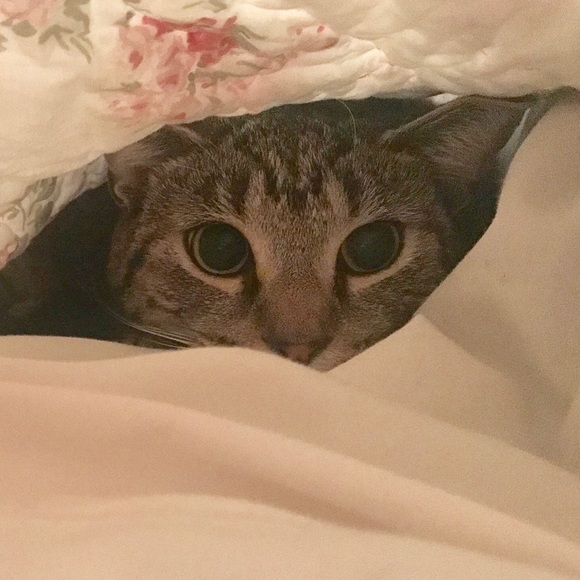 Meet your Posher, Nicole - Picture 1 of 1